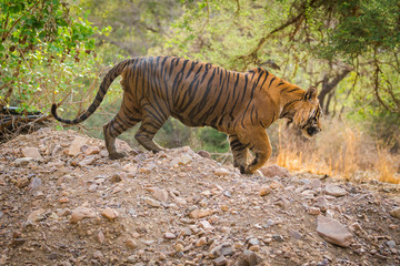 Fototapeta na wymiar A dominant and angry male tiger ( panthera tigris ) after fake charge over one gypsy at Ranthambore National Park, Sawai Madhopur, India 