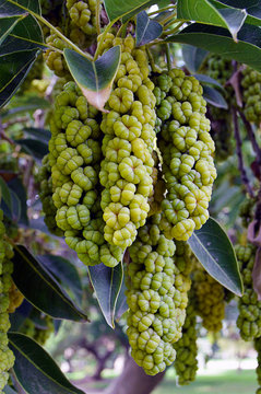 ombu tree fruit
