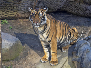 Young female Sumatran Tiger, Panthera tigris sumatrae