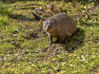 Banded mongoose, Mungos mungo, is a very agile beast