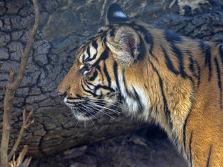 Young female Sumatran Tiger, Panthera tigris sumatrae