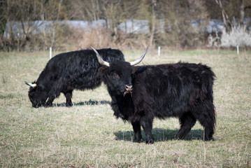 Fototapeta premium Scottish highland cattle in the mountains - A black Scottish Highland cattle with large horns