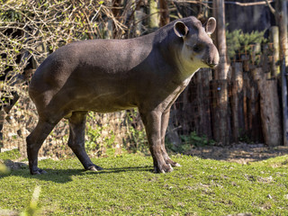 South American tapir, Tapirus terrestris, often stays by the water, swims well