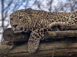 Persian Leopard, Panthera pardus saxicolor, resting male lying on the branch