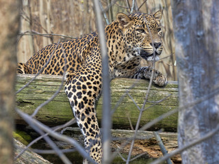 Sri Lanka Leopard, Panthera pardus kotiya, lying high on branch