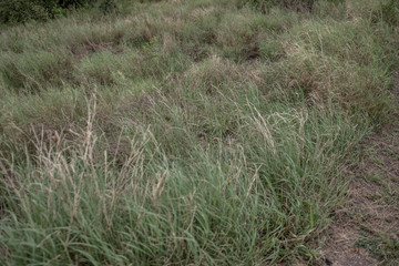 Landscape in Queens Elizabeth