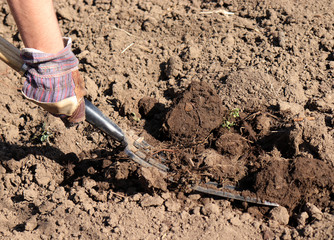 Working farmer in the garden. Organic fertilizer for manuring soil, preparing field for planting in spring, bio farming or autumn gardening concept.