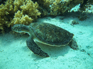 Fototapeta premium Green sea turtle. (Chelonia mydas). Taking in Red Sea, Egypt.