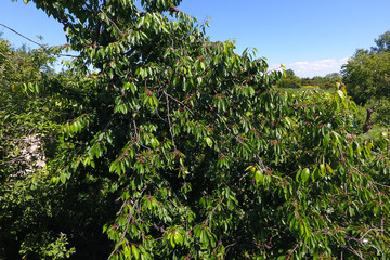 Branches of cherries with ripe berries. Ripe sweet cherry on a t