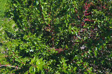 Branches of mulberry with ripe berries. Ripe mulberry on a tree. Ripening of mulberry berries.