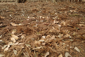 針葉樹の落ち葉