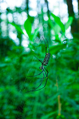Giant Wood Spider in net