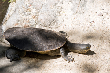 this is a close up of a large turtle