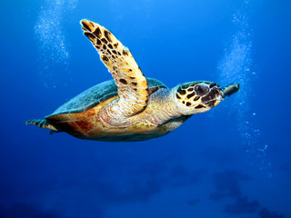 Obraz na płótnie Canvas Hawksbill turtle (Eretmochelys imbricata)