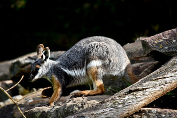 Fototapeta premium a yellow footed rock wallaby