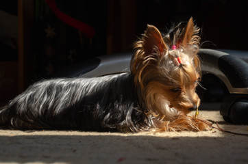 yorkie 2