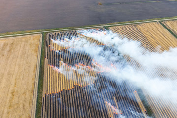 Burning straw in the fields after harvesting wheat crop
