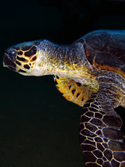 Hawksbill turtle (Eretmochelys imbricata)