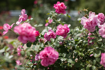 Rosarote Blüten