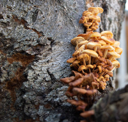 Mushrooms growing on a tree,Vegan food