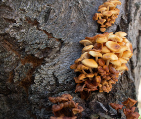 Mushrooms growing on a tree,Vegan food