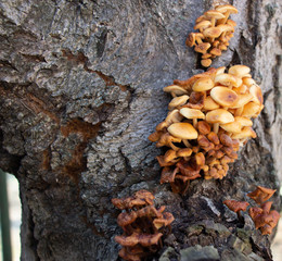 Mushrooms growing on a tree,Vegan food