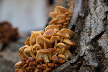 Mushrooms growing on a tree,Vegan food