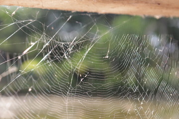 teia de aranha 