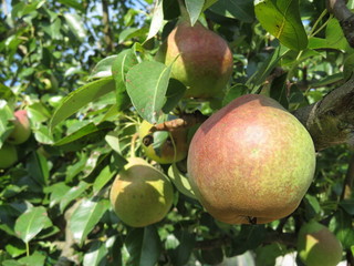 Ripe pears hanging on a tree branch, close-up. Pear tree growing in summer orchard