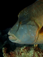 Napoleon wrasse. (Cheilinus undulatus)