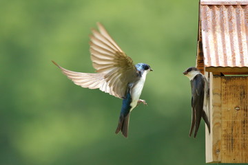 A pair of Tree Swallows are busy feeding their nestlings. - obrazy, fototapety, plakaty
