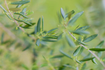 Blätter eines Olivenbaumes