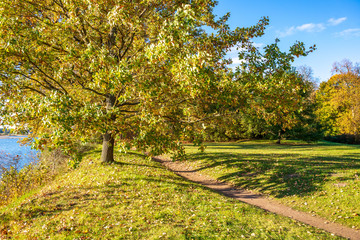 Fototapeta premium autumn golden colored park with trees and sun rays