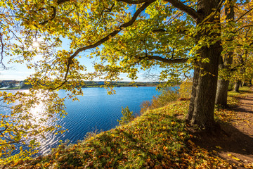 autumn golden colored park with trees and sun rays