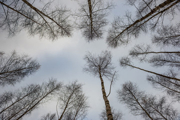 birch trees in spring