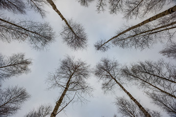 Fototapeta na wymiar birch trees in spring