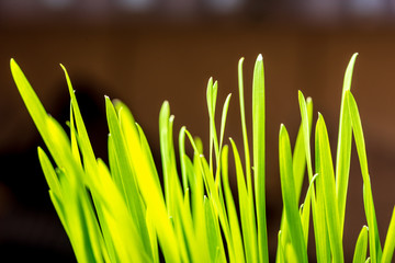 colorful flowers on black background. studio composition