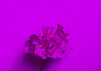 abstract soft floral background. purple flower. space for text. postcard template for your design