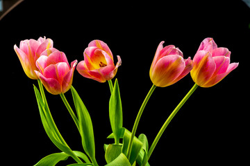 colorful flowers on black background. studio composition