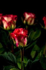 colorful flowers on black background. studio composition