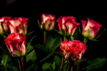 colorful flowers on black background. studio composition