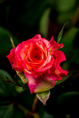 colorful flowers on black background. studio composition