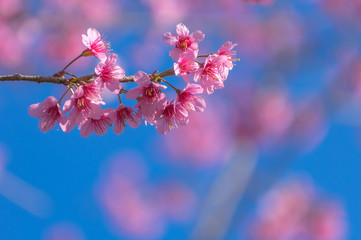 Himalayan Cherry Blossom