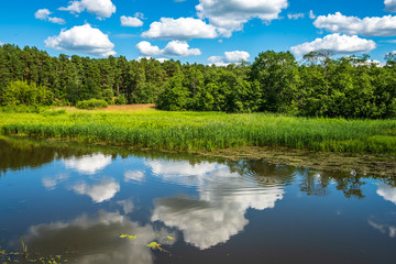 scenic forest lake in sunny summer day with green foliage and shadows