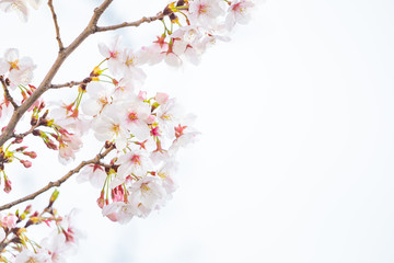 Obraz na płótnie Canvas 桜,さくら,cherry blossom,サクラ,花,日本