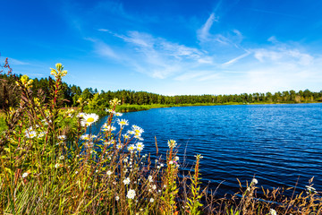 scenic forest lake in sunny summer day with green foliage and shadows