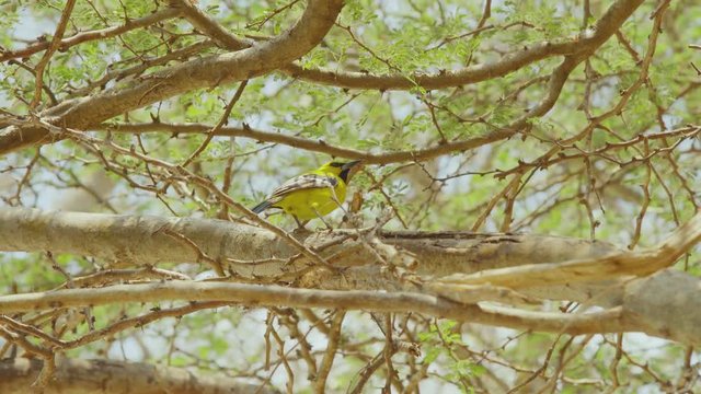 Beautiful yellow Oriole bird perched up in a tree in Curacao, Caribbean