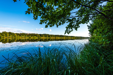scenic forest lake in sunny summer day with green foliage and shadows