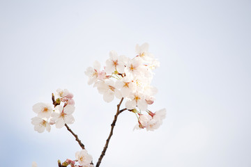 桜,さくら,cherry blossom,サクラ,花,日本