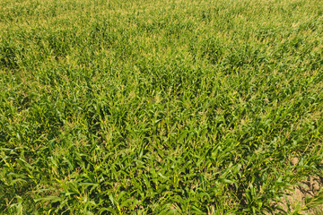 Field of corn. Green corn blooms on the field. Period of growth